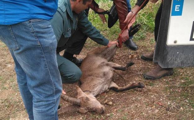 La muerte de cinco cabras monteses en un mes alerta a los vecinos de Churriana